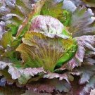 200 Red Iceberg Lettuce Heirloom Organic Seeds