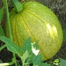 10 Heirloom Tatume Summer Squash Vegetables Organic Seeds