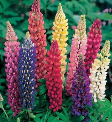 100 Russell Luplne Lupinus Seeds Orange Color Seeds