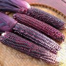 100 Purple Glutinous Maize Corn Seeds, Heirloom NON-gmo Organic Tasty Crops Seeds