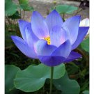 40 New Fresh Nelumbo Nucifera Blue Lotus Seeds Water Plants Seeds
