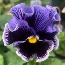 60 Giant Blue Pansy Seeds Herbs Trinity Hardy Plants Flowers Seeds