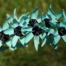 1 Ixia Viridiflora Seeds
