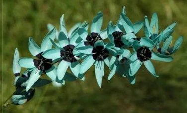 1 Ixia Viridiflora Seeds