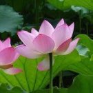 1 Pink Nelumbo Nucifera Lotus Flowers Pond Plants Bonsai Indoor Seeds