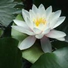 1 'Shalina' White Lotus Flower Water Lily Flower Aquatic Plants Seeds