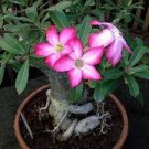 2 Thai 'embroidery' Adenium Desert Rose Seeds