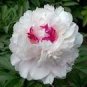 5 Rare 'Jin Yu' White Ball Peony Seedlings Seeds