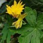 5 Yellow Canary Creeper Nasturtium Seeds