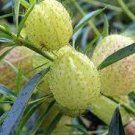10 Gomphocarpus Physocarpus HAIRY BALLS SEEDS
