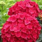 20 Chinese Colors Hydrangea Real Perennial Flower Seeds