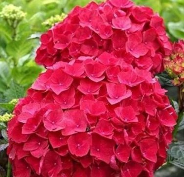 20 Chinese Colors Hydrangea Real Perennial Flower Seeds