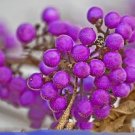 20 Rare Wild Purple Callicarpa Beauty Berry Seeds