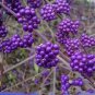 20 Rare Wild Purple Callicarpa Beauty Berry Seeds