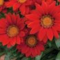 20 Red Gazania Flower Seeds Treasure Flower Seeds
