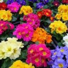 30 Primula Vulgaris Mix Common Primrose Flower Seeds