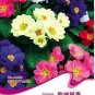 30 Primula Vulgaris Mix Common Primrose Flower Seeds