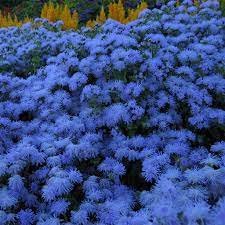 38 Ageratum 'Blue Ball' Quality Flower seeds