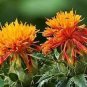40 Safflower Carthamus Chinese Herbs Red Flower Seeds
