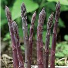 50 Four Seasons Purple Asparagus Seeds