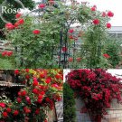 50 Fresh Red Climbing Rose flowers Seeds