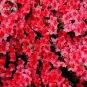 50 Fresh Rose Red Zalea Rhododendro Seeds