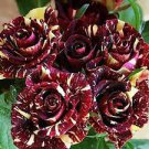 50 Memphis Music American Rose Shrub Flower Seeds