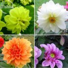 50 Mixed 8 Types of Dahlia Perennial Flowers Seeds