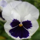 50 Pansy Swiss White Black Flowers Seeds