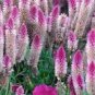 50 Rare Beautiful White Pink Celosia Spicata Woolflower Seeds