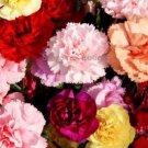 50 Rare Mixed Colorful Caryophyllus Carnation Flowers Seeds