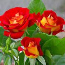 50 Red Yellow Rose Shrub Seeds