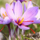 50 Saffron Crocus Seeds
