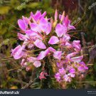 60 Rare Beautiful Drunk Butterfly Flower Seeds