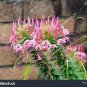 60 Rare Beautiful Drunk Butterfly Flower Seeds
