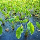 100 Alocasia Macrorrhiza Bonsai Giant Taro Flores Garden Seeds