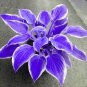 100 Beautiful Hosta Bonsai Plants, Perennials Lily Flower Seeds