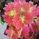 100 Bonsai Colorful Coleus Foliage Plants Rainbow Leaf Plant Dragon Seeds