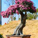 100 Bonsai Lilac Bonsai Japanese Lilac Seeds
