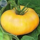 100 Brandywine Yellow Big Zac Tomato Seeds
