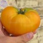 100 Brandywine Yellow Big Zac Tomato Seeds