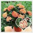 100 Colorful Ixora Chinensis Bonsai Plant Flower Bonsai Perennial Bougainvillea Seeds