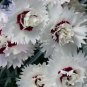 100 Dianthus Mixed Pinks Perennal Flower Seeds
