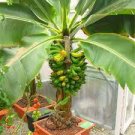 100 Dwarf Banana Seeds