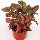 100 Fittonia Verschaffeltii Bonsai Mini Easy Planting Balcony Fun Indoor Seeds