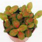 100 Fittonia Verschaffeltii Bonsai Mini Easy Planting Balcony Fun Indoor Seeds