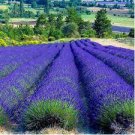 100 French Provence Lavender Plant Beautiful Flower Plant Seeds