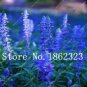 100 French Provence Lavender Plant Beautiful Flower Plant Seeds