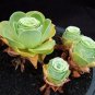 100 Greenovia Flowers Seeds