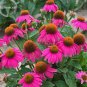 100 Heirloom Echinacea 'Powwow' Wild Berry Coneflower Perennial Flowers Seeds